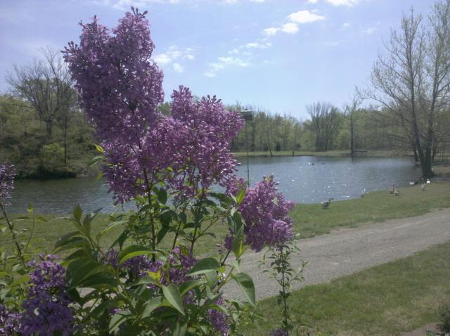 Lilacs and the pond at my house.