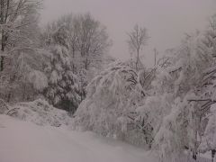 Snow Covered Trees