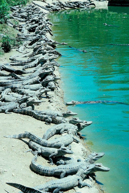 More information about "Drain the Swamp -  Sometimes you're asked to repair a car...not count the alligators along the way."